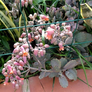 Kalenchoe Fedtschekoi, silberne Blattsukkulente mit orange/roten, glockenförmigen Blüten. 3 bewurzelte Stiele zum Bepflanzen