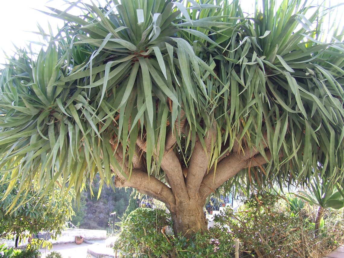 Draceana Dragon Tree a Sub Tropical Tree Native to the | Etsy Australia