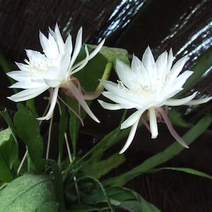 Epiphyllum oxypetalum, Queen of the night,  One pot of three well rooted stems