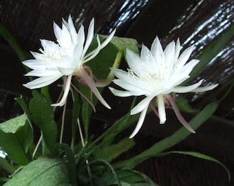 Epiphyllum oxypetalum, Regina della notte, Un vaso con tre steli ben radicati