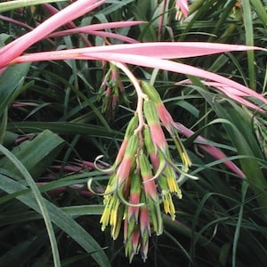 Billbergia Nutans är en härdig bromeliad med utsökta rosa, gröna och gula hängande blommor. Trivs med sol och halvskugga.