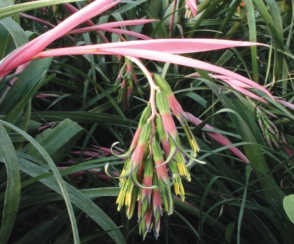 La Billbergia Nutans est une broméliacée rustique aux fleurs