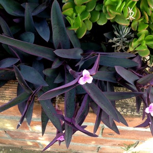 10x Tradescantia pallida cuttings ready to propagate in water