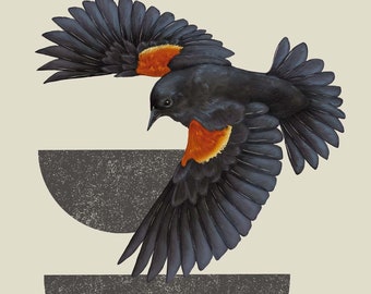 Red-Winged Blackbird II