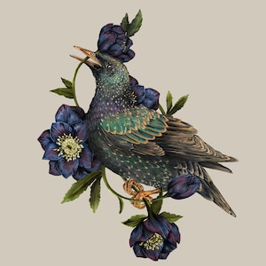 Starling with Hellebores
