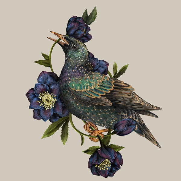 Starling with Hellebores