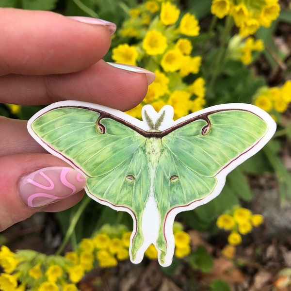 Sticker transparent mat résistant aux intempéries Luna Moth