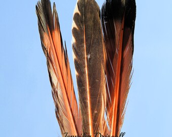 Flicker Feather - Etsy