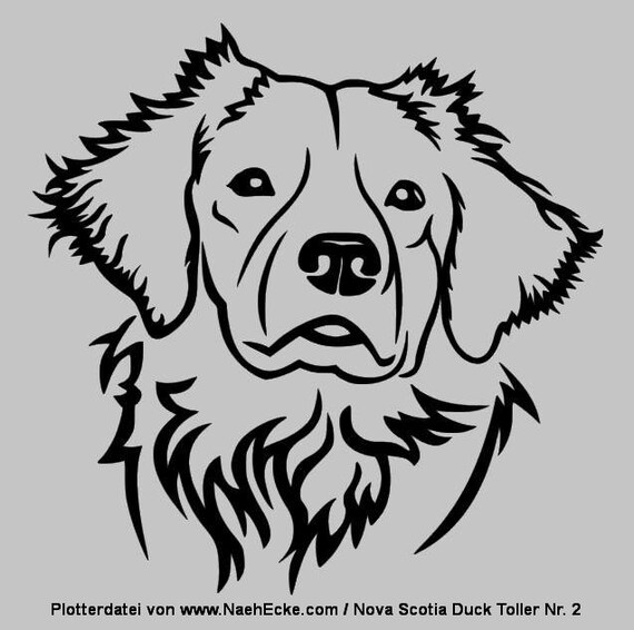 nova scotia duck tolling retriever deutschland