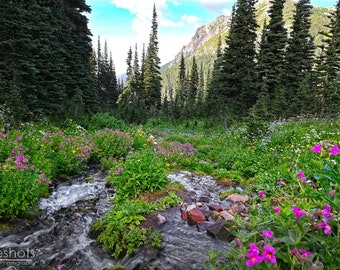 Mt Rainier River and Pink Wildflower Photo, Lodi Creek, Sunrise Washington, National Park Art, Berkeley Park