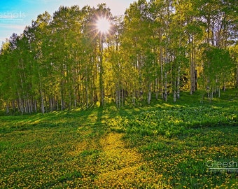 Dandelion Field Photo Print, Aspen Forest, Yellow Wildflowers