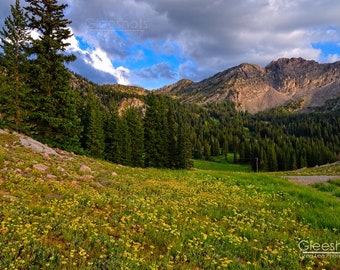 Albion Basin Wildflower Photo, Utah Mountain Landscape Art Print, Alta
