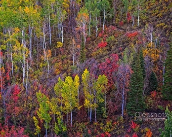 Park City Utah Fall Foliage Photo, Colorful Autumn Hillside Art, Aspen Forest Fall Colors, Wasatch Mountains