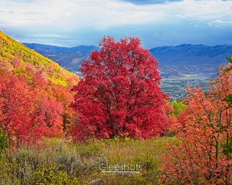 Red Maple Tree and Heber Valley Photo, Wasatch Mountains Fall Foliage Landscape Art, Utah Autumn Colors