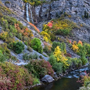 13+ Bridal Vail Plant