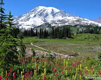 Mt Rainier Photo with Red Yellow Wildflowers, National Park Landscape Art, Indian Paintbrush