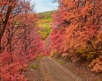 Pink Maple Trees and Dirt Road Photo, Wasatch Mountains Utah Autumn Foliage Print
