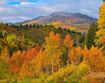 Aspen Trees in Autumn Print, Orange Red Aspen Fall Foliage, Forest Art, Alpine Loop Utah, Wasatch Mountains