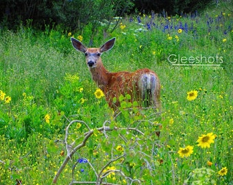 Mule Deer Photo, Wildflower Meadow Art, Nature Photography, Colorado Wildlife Print