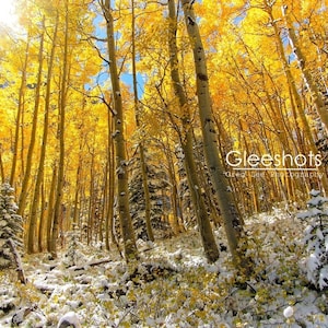 Autumn Aspen Forest Photo Print, Aspen Fall Foliage and Snow Art, Snow Covered Forest Scene, Winter and Fall Photography, Yellow Wall Decor