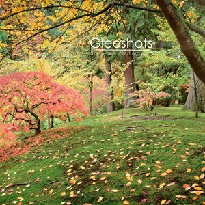 Japanese Garden Autumn Photography Print - Oregon Wall Art - Fall Foliage Photo