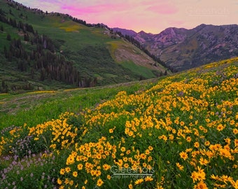 Albion Basin Wildflower Sunset Photo, Utah Mountain Landscape Art, Yellow Wildflowers and Pink Sky Print