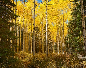Golden Aspen Forest Photo, Ethereal Fall Foliage Print, Yellow Leaves in Evergreen Forest, Timpanogos Utah