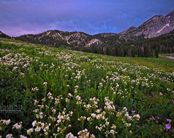 Albion Basin White Wildflower Sunset Photo, Wasatch Mountains Utah Print