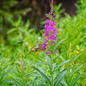 Hummingbird Photo, Hummingbird Feeding, Hummingbird and Flowers, Purple Loosestrife Wildflowers Print, Hummingbird and Wildflowers Photo