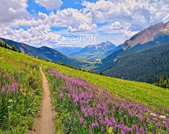 Crested Butte Wildflower Trail Photo, Gothic Valley Colorado, Mountain Wildflowers Print, Pink Purple Loosestrife Meadow