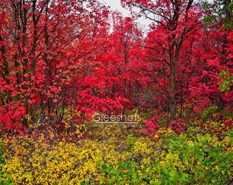 Red Maple Tree Photo with Green and Yellow Brush, Utah Autumn Landscape Art