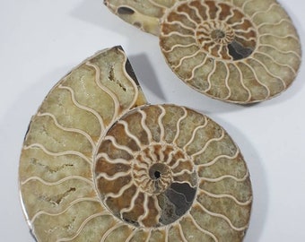 Blonde Ammonite Fossil Cut Pair