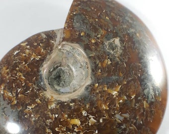 Whole Sutured Ammonite with Pyrite