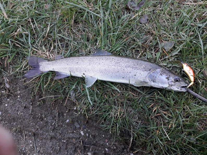 Custom Fishing Lure Handmade Jointed Wooden Lure Orange Etsy