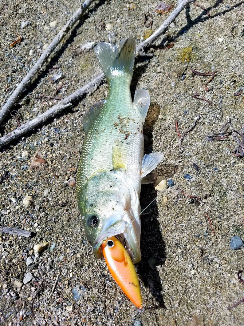 Handmade Balsa Surface Fishing Lure 6cm Etsy