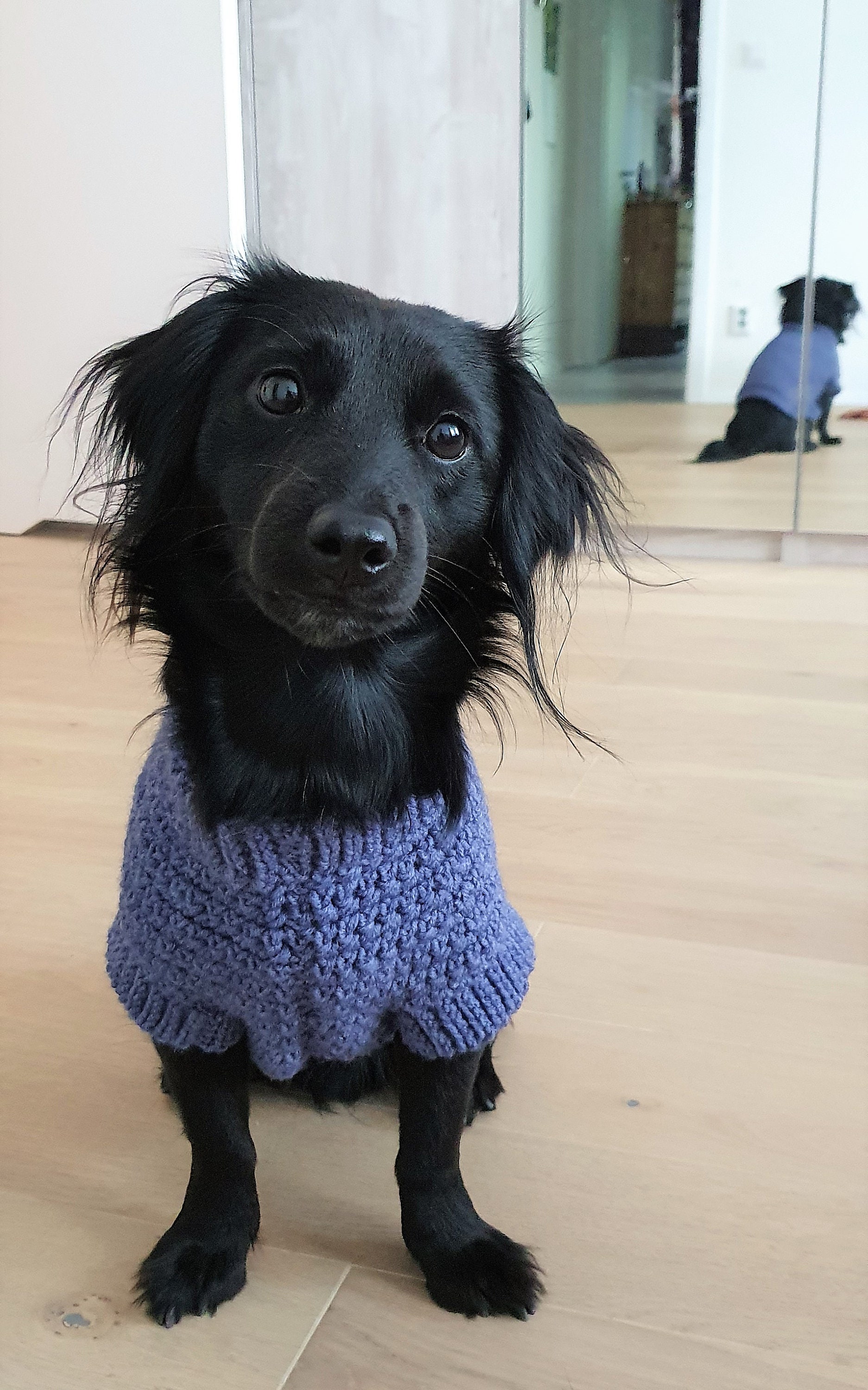 pijama perro primark