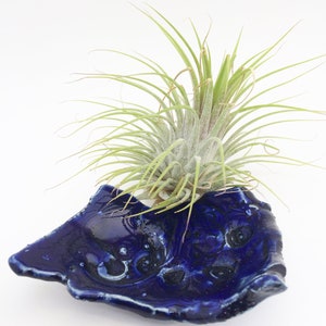 May include: A blue ceramic planter with an intricate design, featuring a small air plant growing inside.