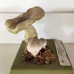 Free Shipping A good Somso didactic model of a mushroom Stadt Campignon Agaricus Bitorquis image 3