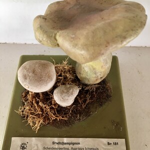 Free Shipping A good Somso didactic model of a mushroom Stadt Campignon Agaricus Bitorquis image 6