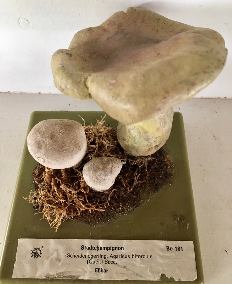 Free Shipping A good Somso didactic model of a mushroom Stadt Campignon Agaricus Bitorquis image 6