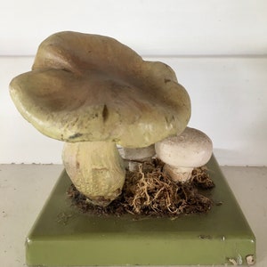 Free Shipping A good Somso didactic model of a mushroom Stadt Campignon Agaricus Bitorquis image 8
