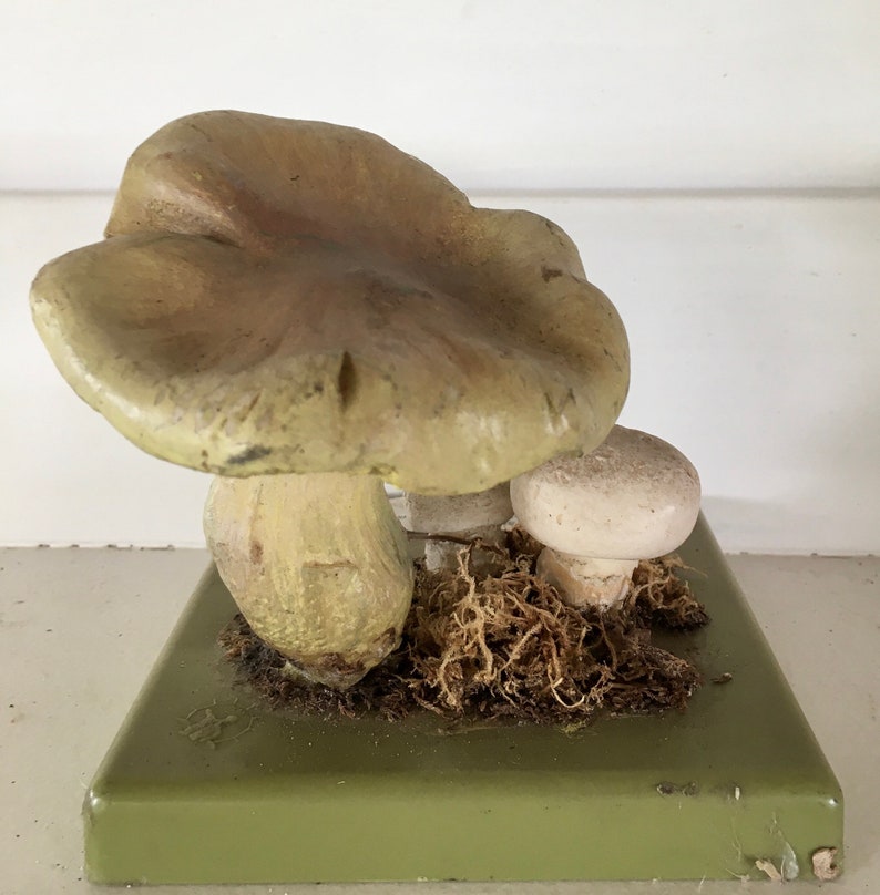 Free Shipping A good Somso didactic model of a mushroom Stadt Campignon Agaricus Bitorquis image 8