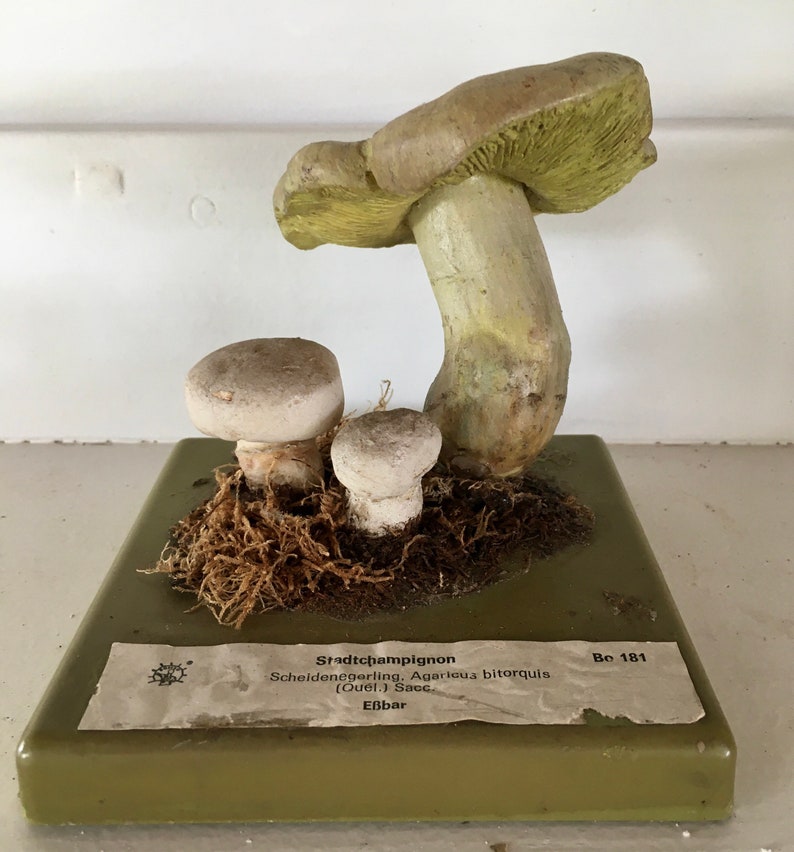 Free Shipping A good Somso didactic model of a mushroom Stadt Campignon Agaricus Bitorquis image 4