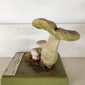 Free Shipping A good Somso didactic model of a mushroom Stadt Campignon Agaricus Bitorquis image 2