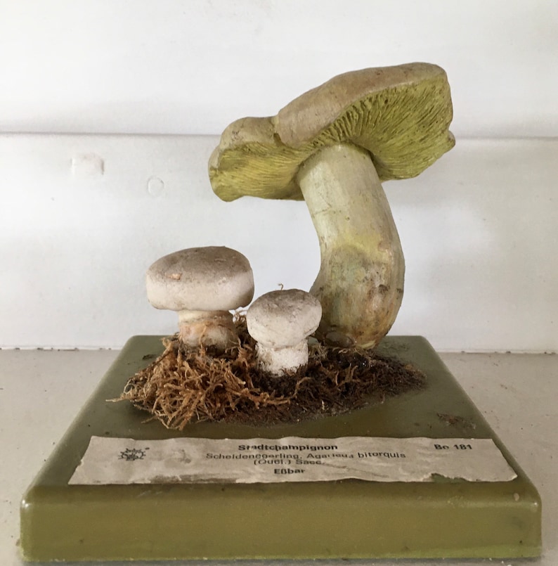 Free Shipping A good Somso didactic model of a mushroom Stadt Campignon Agaricus Bitorquis image 1