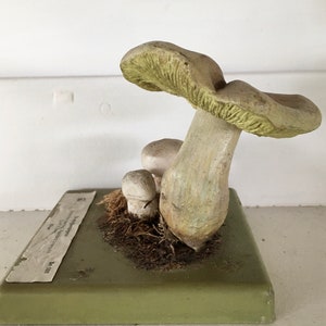 Free Shipping A good Somso didactic model of a mushroom Stadt Campignon Agaricus Bitorquis image 5