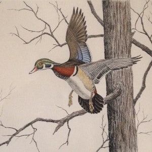 Listed California Artist David Chapple (1947 -) Wood Duck Ltd Edition Hand Colored Etching Aquatint on Heavy Paper c. 1980s Original Frame