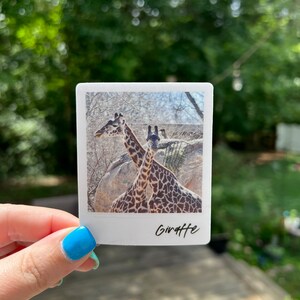 Giraffe Sticker | Masai Giraffe | Endangered Species