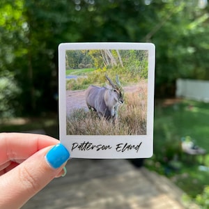 Eland Sticker | Endangered Species | Safari stickers