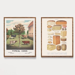 Op de afbeelding: Twee vintage illustraties, de ene toont een groep koeien in een weiland met een schuur op de achtergrond, de andere toont een verscheidenheid aan verschillende kazen. De eerste illustratie is getiteld "Typische koeien" en de tweede is getiteld "Kazen".